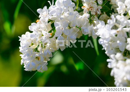 フレンチライラック; ミス・エレン・ウィルモット(札幌市川下公園)_2515 フレンチライラック; ミス・エレン・ウィルモット(札幌市川下公園)_2515 103201543