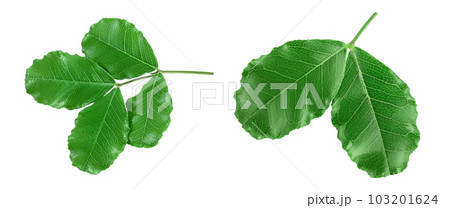 Fresh carob leaves isolated on white background . Top view. Flat lay 103201624