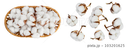 Cotton plant flower in a wicker basket isolated on white background with  full depth of field. Top view. Flat lay 103201625