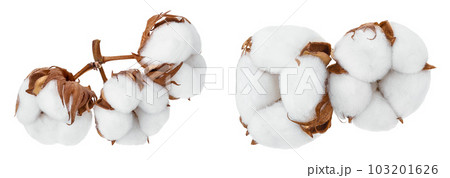 Cotton plant flower isolated on white background with  full depth of field 103201626