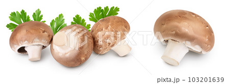Royal Brown champignon isolated on white background with  full depth of field 103201639