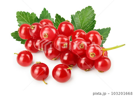 Red currant berry isolated on white background Red currant berry isolated on white background 103201668