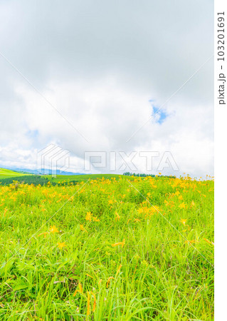【夏素材】車山高原・霧ヶ峰に咲き乱れるニッコウキスゲ【長野県】 103201691