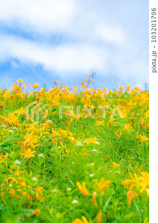 【夏素材】車山高原・霧ヶ峰に咲き乱れるニッコウキスゲ【長野県】 【夏素材】車山高原・霧ヶ峰に咲き乱れるニッコウキスゲ【長野県】 103201706