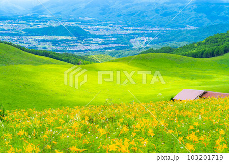 【夏素材】車山高原・霧ヶ峰に咲き乱れるニッコウキスゲ【長野県】 103201719