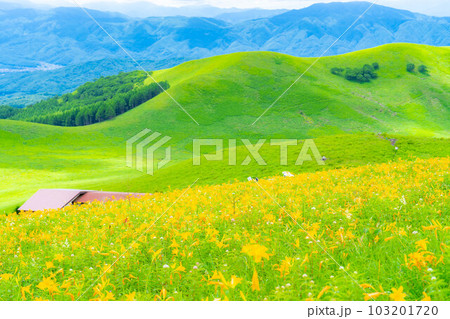 【夏素材】車山高原・霧ヶ峰に咲き乱れるニッコウキスゲ【長野県】 【夏素材】車山高原・霧ヶ峰に咲き乱れるニッコウキスゲ【長野県】 103201720
