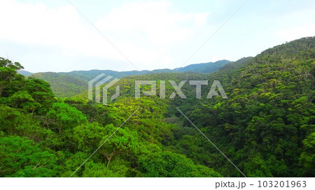 新緑のやんばる 新緑のやんばる 103201963