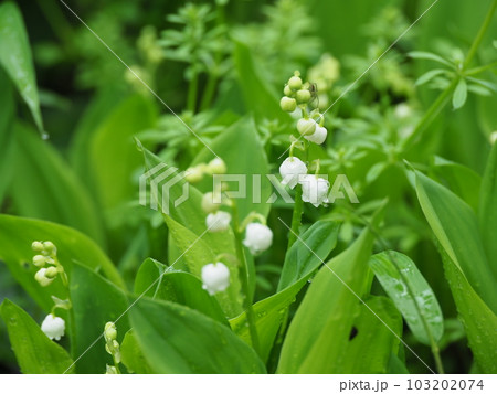 庭にひっそりと咲く可愛いスズランの花 庭にひっそりと咲く可愛いスズランの花 103202074