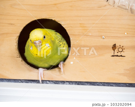 【ペット】小屋の入り口で待機するセキセイインコ 103202094