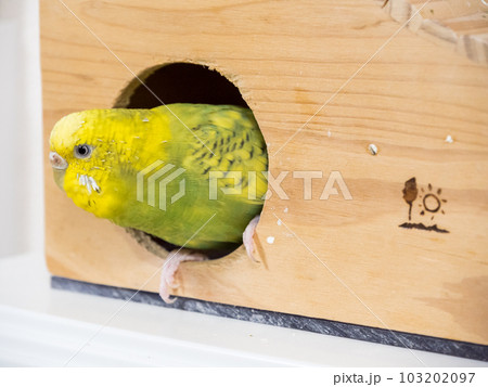 【ペット】小屋の入り口で待機するセキセイインコ 103202097