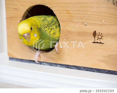 【ペット】小屋の入り口で待機するセキセイインコ 103202103