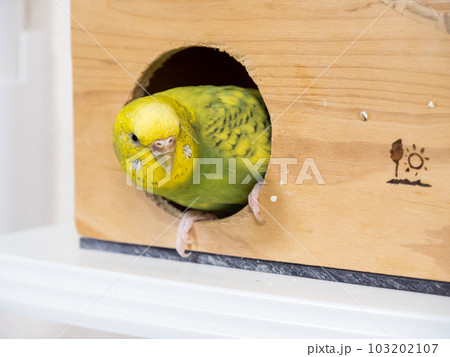 【ペット】小屋の入り口で待機するセキセイインコ 103202107