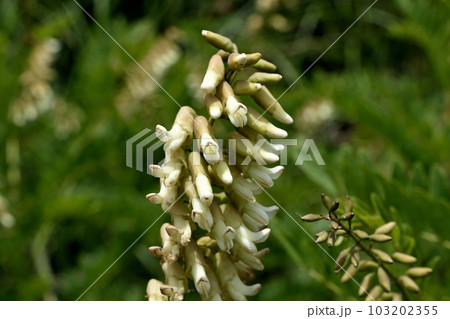 クララの花 クララの花 103202355