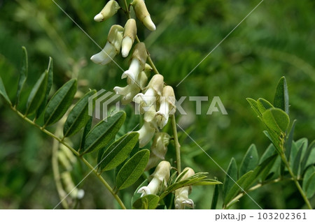 クララの花  103202361