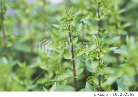 北海道のハッカの葉 103202568