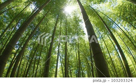 新緑の竹林 103203324
