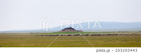 Panoramic view of a flock of sheep and goats grazing in the steppes of Mongolia 103203443
