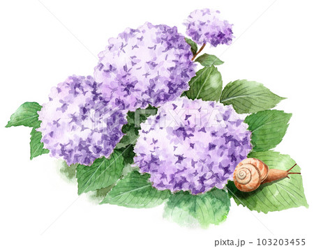 アナログ水彩薄紫色の紫陽花の葉に乗ったカタツムリ アナログ水彩薄紫色の紫陽花の葉に乗ったカタツムリ 103203455