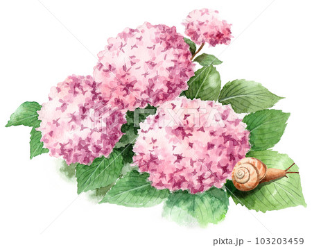 アナログ水彩ピンクの紫陽花の葉に乗ったカタツムリ 103203459