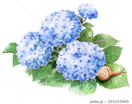 アナログ水彩ブルーの紫陽花の葉に乗ったカタツムリ 103203460