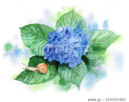 アナログ水彩ブルーの紫陽花の葉に乗ったカタツムリのイラスト素材