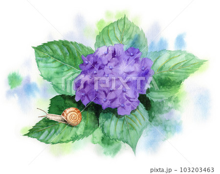 アナログ水彩紫色の紫陽花の葉に乗ったカタツムリ 103203463