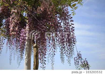 見て癒される藤の花 見て癒される藤の花 103203532
