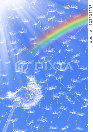 綿毛と虹 103203537