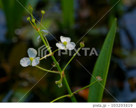 抽水植物　オモダカ科ヘラオモダカの花 103203819