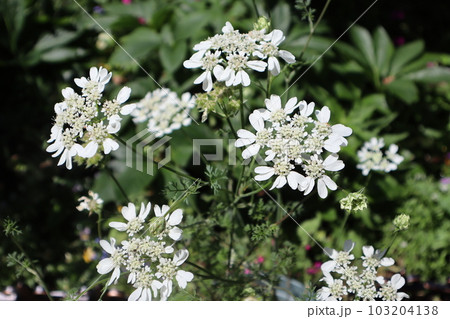 庭の花壇に咲くレースのような花オルレア 103204138