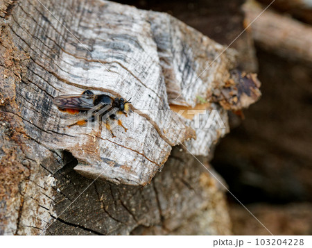 毛の生えた黒いアブ ムシヒキアブ科オオイシアブ 毛の生えた黒いアブ ムシヒキアブ科オオイシアブ 103204228