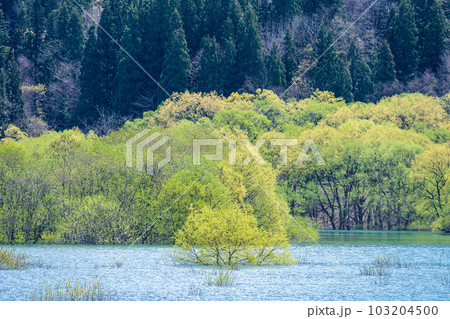 「山形県」白川湖の神秘的な水没林 「山形県」白川湖の神秘的な水没林 103204500
