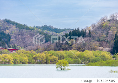 「山形県」白川湖の神秘的な水没林 103204505