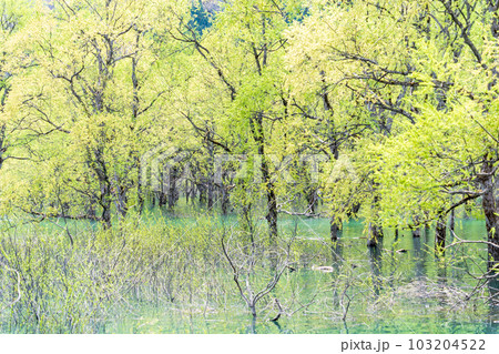 「山形県」白川湖の神秘的な水没林 103204522