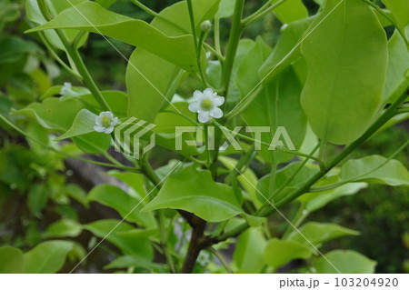 モチノキ科ソヨゴの可憐な花 モチノキ科ソヨゴの可憐な花 103204920