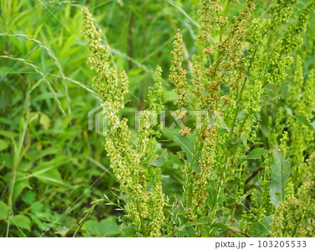 ギシギシ ギシギシ 103205533