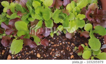 ベビーリーフが次々と発芽したプランター ベビーリーフが次々と発芽したプランター 103205979