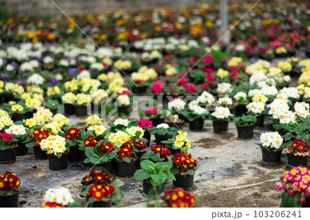 Young woman worker sitting down and looking to the pot of primrose in greenhouse 103206241