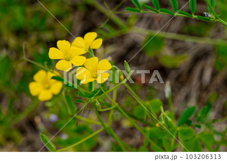 黄色い小花 カタバミの花 黄色い小花 カタバミの花 103206313