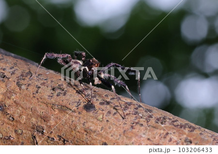生き物 蜘蛛 ケアシハエトリ、オスです。脚の末端は針金の様に細い、主眼以外の眼もかなり大きい 生き物 蜘蛛 ケアシハエトリ、オスです。脚の末端は針金の様に細い、主眼以外の眼もかなり大きい 103206433