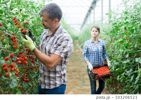 Horticulturist harvesting red cherry tomatoes in farm glasshouse 103206521
