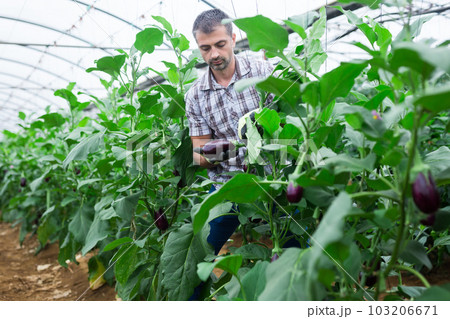 Experienced farmer cultivating organic eggplants in greenhouse Experienced farmer cultivating organic eggplants in greenhouse 103206671