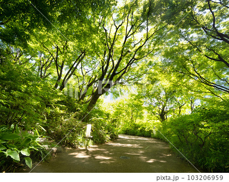 六本木ヒルズ　新緑の毛利庭園　東京都 103206959