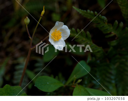 ケシ科シラユキゲシの白い花 103207038