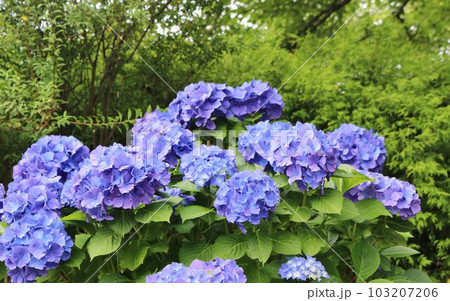 風情ある散策路 アジサイの花 公園 風情ある散策路 アジサイの花 公園 103207206