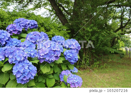 風情ある散策路　アジサイの花　公園 103207216
