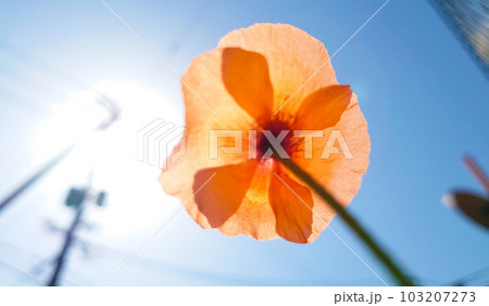 太陽に向かって咲く花 太陽に向かって咲く花 103207273