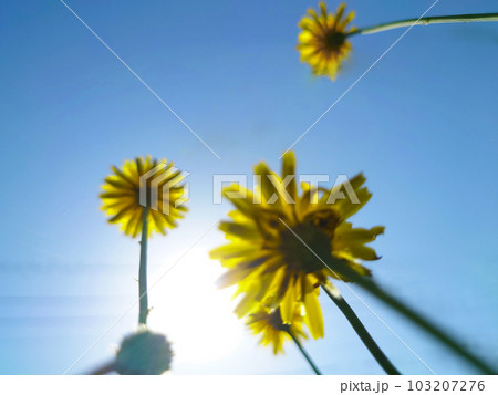 太陽に向かって咲く花2 太陽に向かって咲く花2 103207276