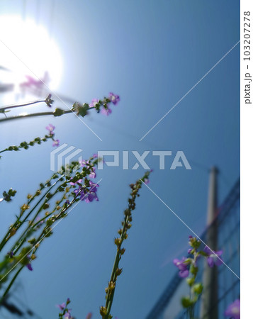 太陽に向かって咲く花3 103207278