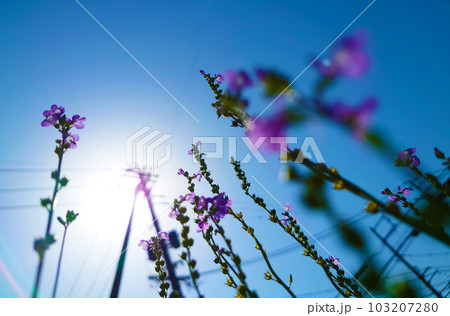太陽に向かって咲く花4 太陽に向かって咲く花4 103207280